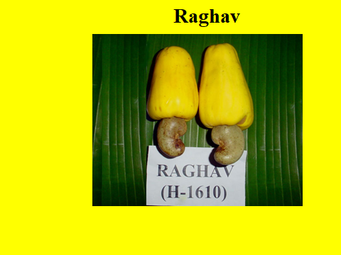 Raghav