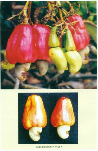 Ullal-3