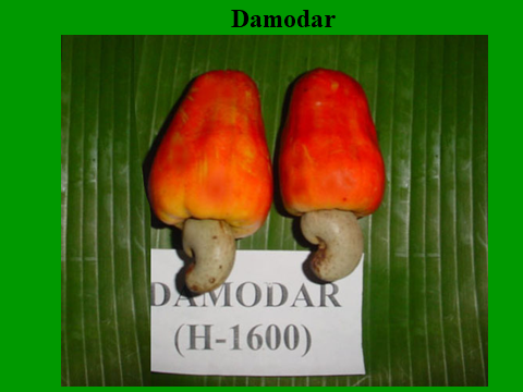 Damodar