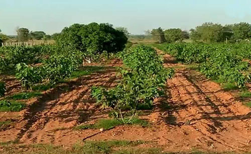 Normal Density Planting