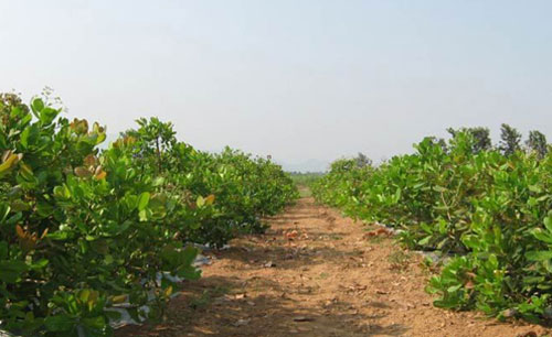 High Density Planting